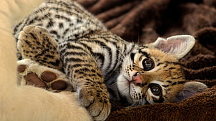 brown and white tiger, animals, feline, baby animals, leopard (animal) HD wallpaper