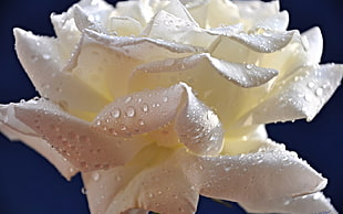 closeup photography of white flower with dews