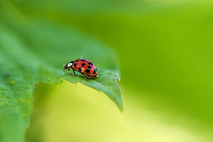 closeup photography of red Ladybug perched on green leaf