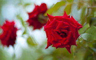 selective focus photography of red Rose flowers