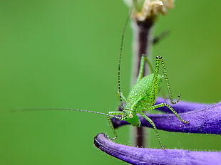 selective focus photography of green Katydid