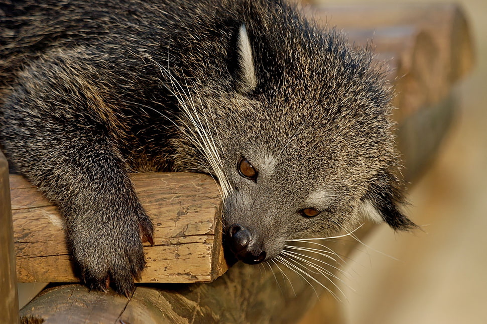 Binturong,  Predator,  Muzzle,  Biting HD wallpaper