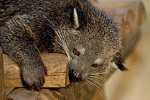 Binturong,  Predator,  Muzzle,  Biting