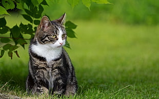 silver and white tabby cat sitting on green grass
