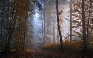 hallway of brown leaf tree at daytime