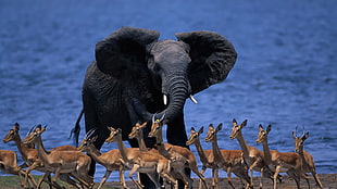 black elephant, nature, animals, wildlife, elephant