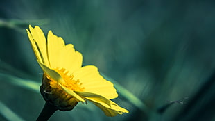 macroshot of yellow full-bloomed daisy HD wallpaper