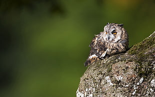 shallow focus photography of gray and white owl