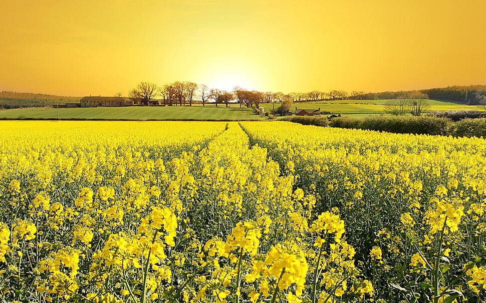 yellow flowers, Rapeseed, landscape, field, flowers HD wallpaper