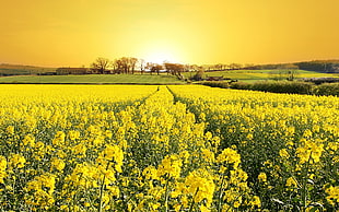 yellow flowers, Rapeseed, landscape, field, flowers