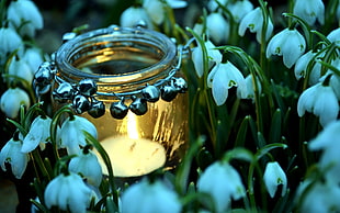 glass tealight candle lantern on Spring Snowflake flower field