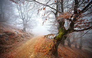 soil alley surrounded with trees covered with fog during autumn