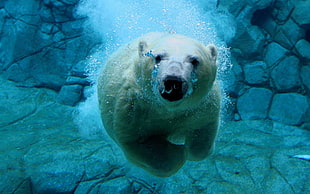 white snow bear, animals, polar bears, nature HD wallpaper