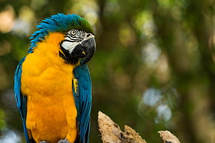 blue macaw bird, Parrot, Yellow, Blue HD wallpaper
