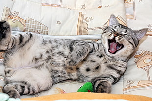 gray cat laughing HD wallpaper