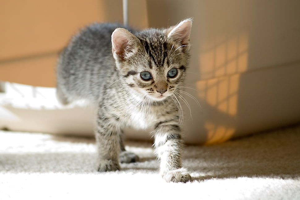 black tabby kitten walking on white carpet, cats HD wallpaper