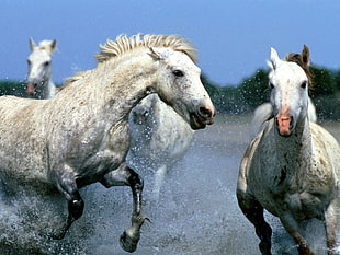 macro photography of white horses on blue body of water