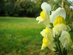 white-and-yellow snapdragon flowers, plants, flowers HD wallpaper