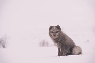 black snow fox, Arctic fox, Polar fox, Snow HD wallpaper