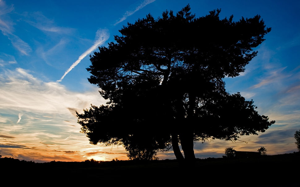 silhouette of tree HD wallpaper