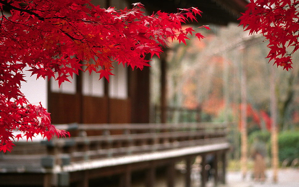 selective-focus photography of red leaf tree HD wallpaper