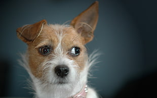 brown and white Jack Russell Terrier
