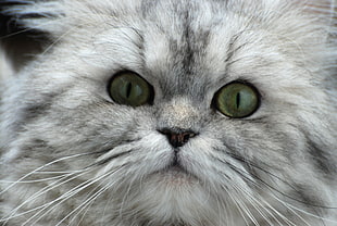 gray and black cat's face in close up photo