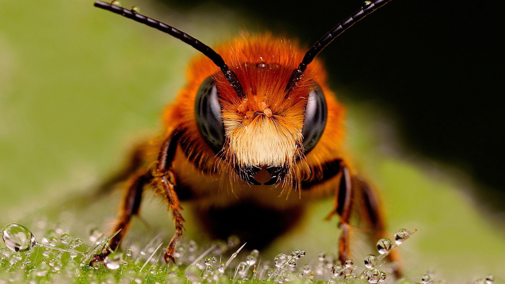 brown and black wasp, insect, nature, animals, bees