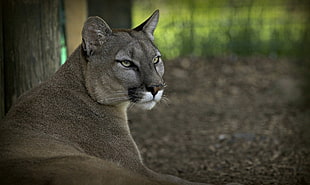 shallow focus photography of brown puma