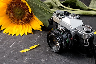 black and silver camera near sunflower on table photo HD wallpaper