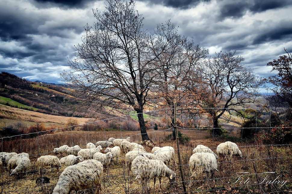 white sheep lot on brown grass HD wallpaper