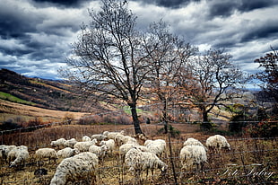 white sheep lot on brown grass
