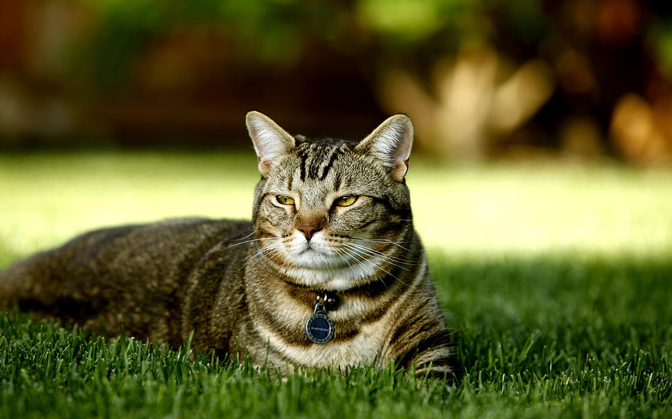 gray cat on green lawn HD wallpaper