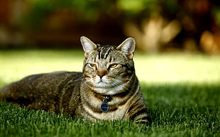 gray cat on green lawn HD wallpaper