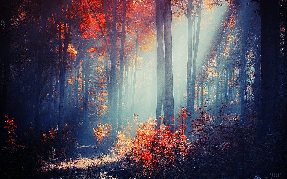red trees, forest, trees HD wallpaper