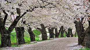 photography of cherry blossom trees