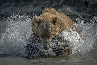 brown bear, bears, nature, animals, water HD wallpaper