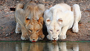 white lioness, lion, animals, big cats
