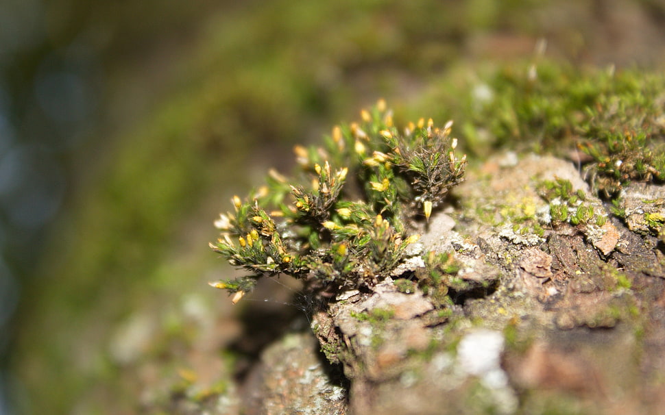 green plant on gray rock HD wallpaper