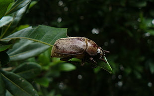 selective focus of brown beetle on green leaf plant