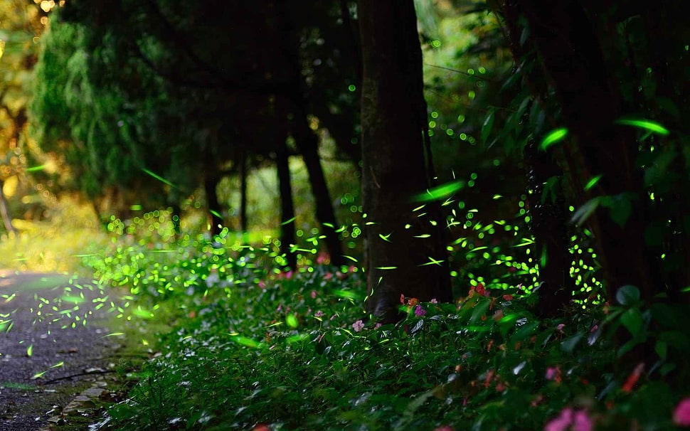green leafed trees HD wallpaper