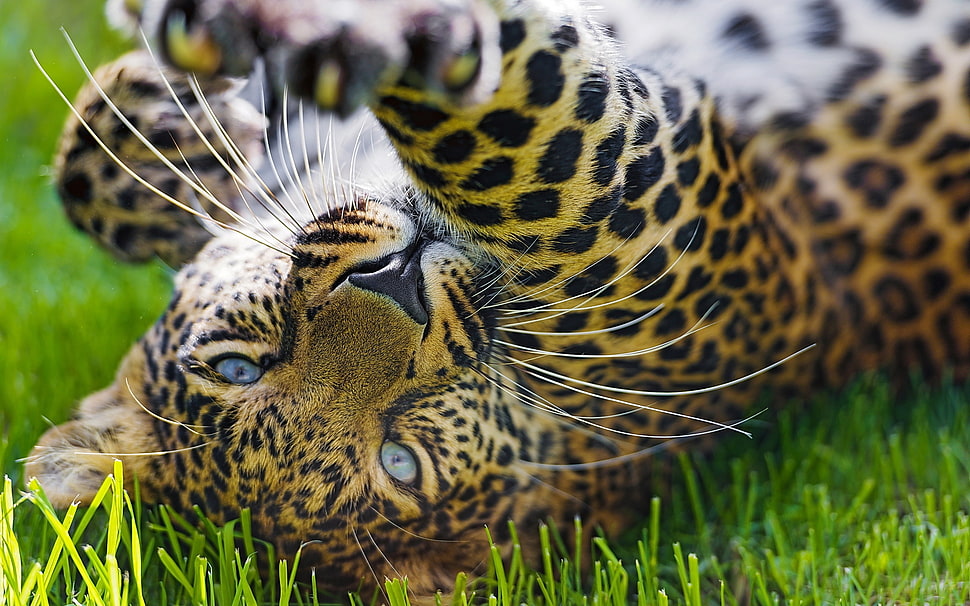 close up photography of leopard laying on grass HD wallpaper