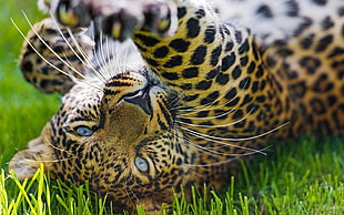 close up photography of leopard laying on grass