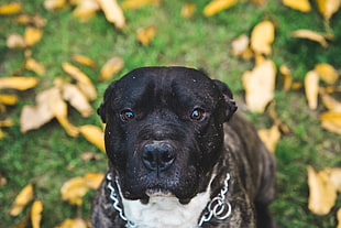 adult black and white American pit bull terrier