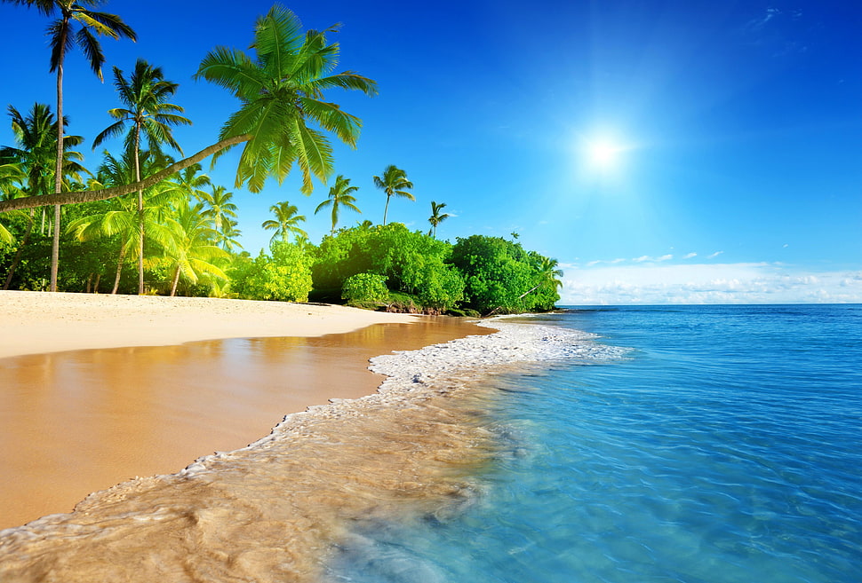 green leaf trees, beach HD wallpaper