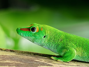 green reptile, Lizard, Reptile, Green