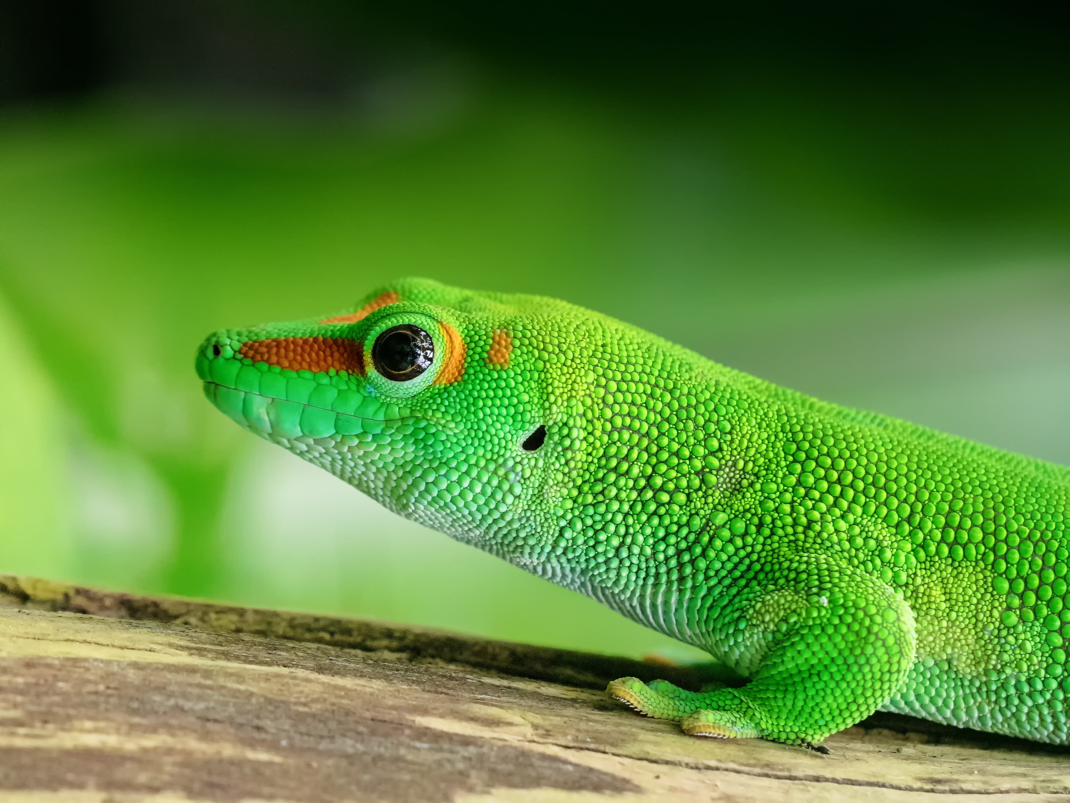 green reptile, Lizard, Reptile, Green