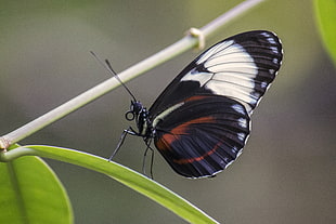 selective photography of white and black butterfly on green leaf