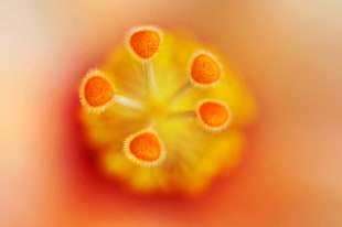 orange flower pollen macro photography, hibiscus HD wallpaper