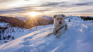 tan Chinook dog laying down on snow covered ground during sunset